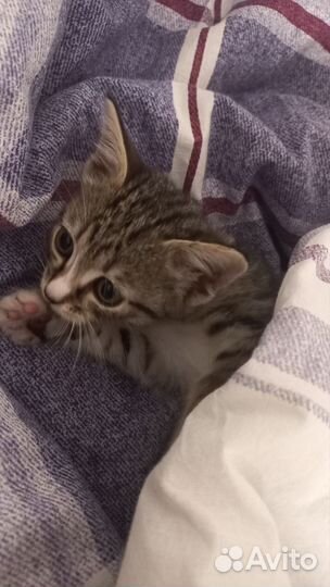 Котёнок в дар