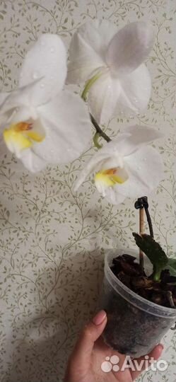 Орхидея фаленопсис