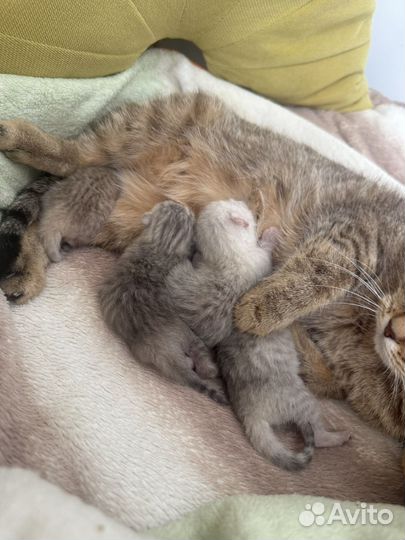 Шотландские котята