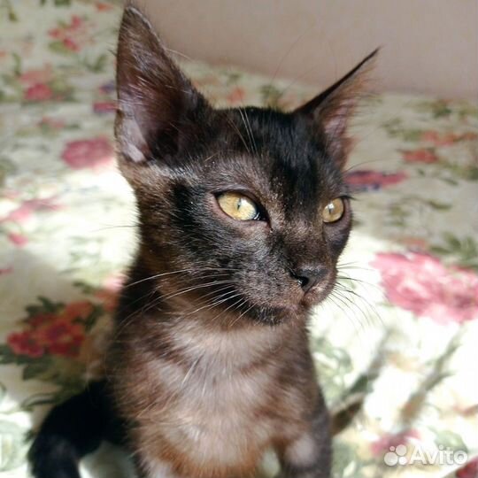 Котенок нереальный