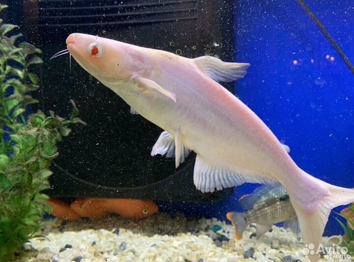Рыба пангасиус альбинос