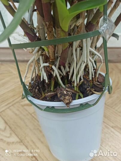 Орхидея дендробиум