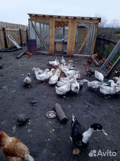 Утки муларды