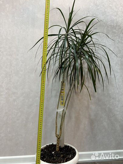 Пальма драцена