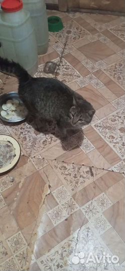 Кот в хорошие руки