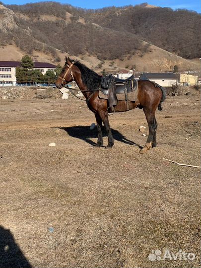 Карачаевский жеребец