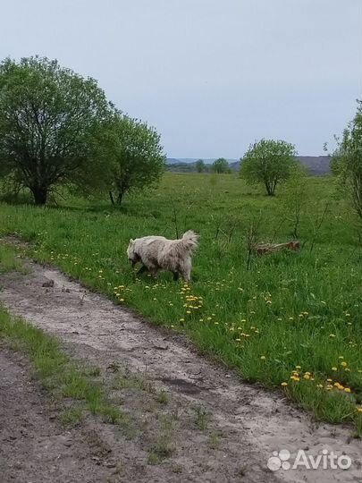 Домашние животные бесплатно собаки