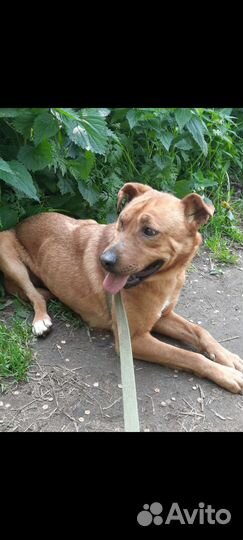 Собака с милыми складками ждёт в приюте