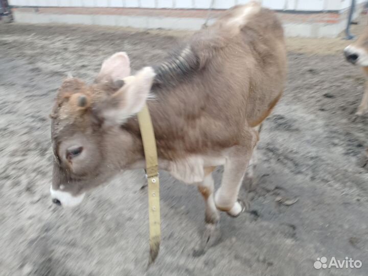 Продам тёлочку