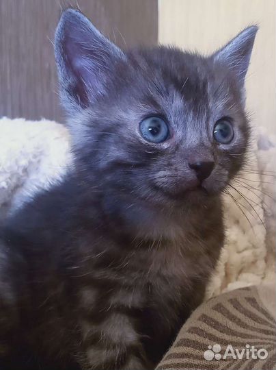 Кошки