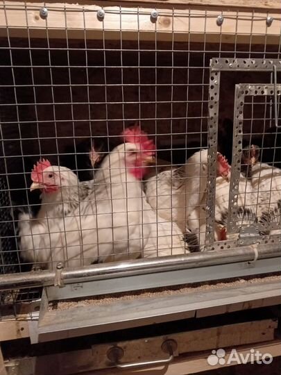 Молодые петушки порода доминант