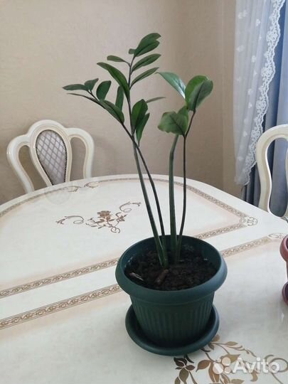 Замиокулькас