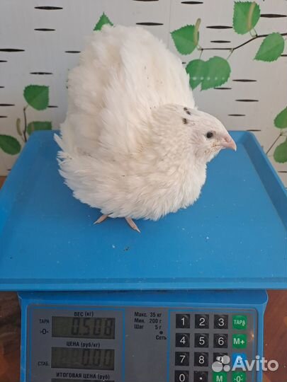 И. Я. Танюшкин бройлерный Фараон и Дмитриевские