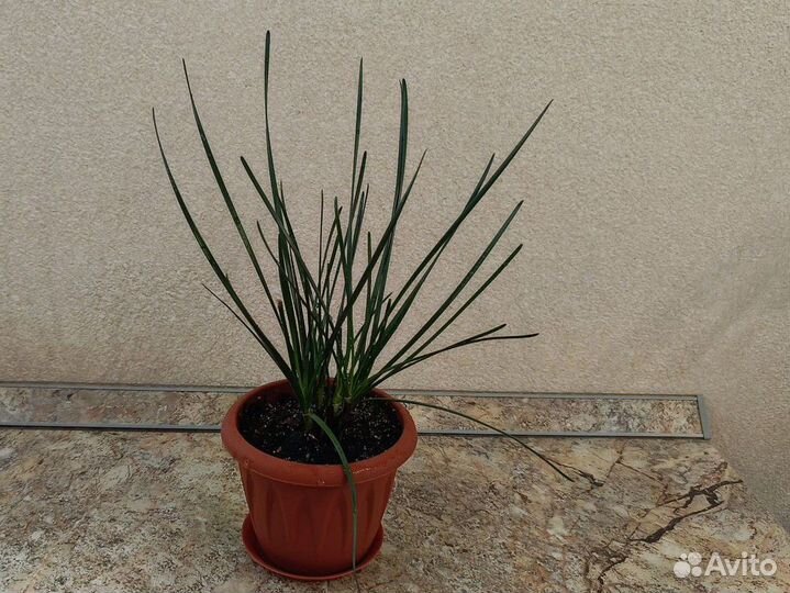 Зефирантес (выскочка) белый