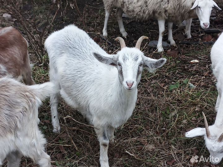 Продам козочек первородок