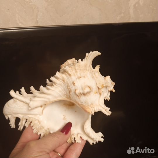 Ракушка морская
