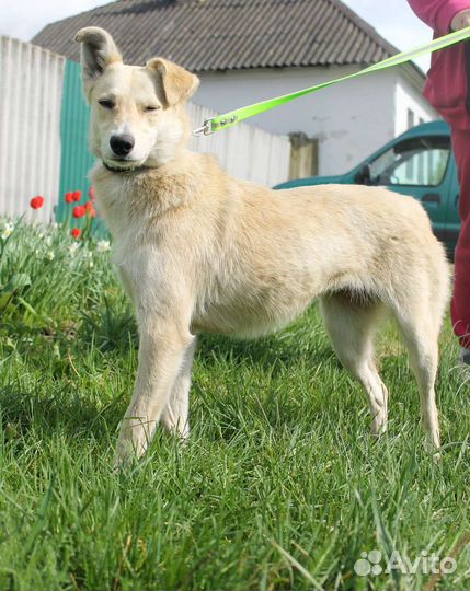 Собака в добрые руки