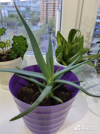 Цветок алоэ