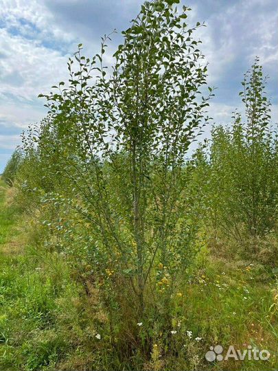 Тополь пирамидальный