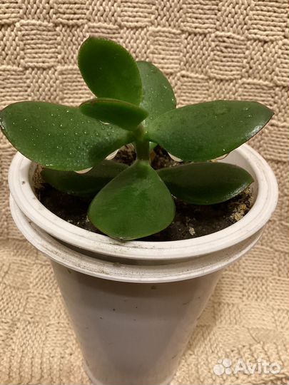 Толстянка-денежное дерево