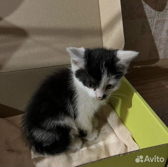 Счастливый котенок-мальчик бесплатно