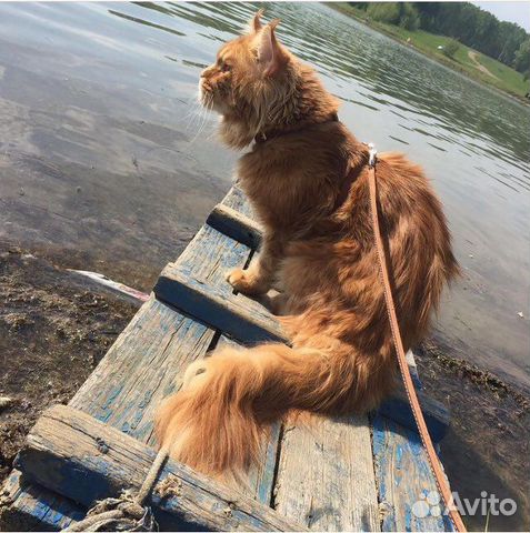 Кот Мейн-кун вязка