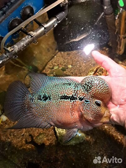 Флауэр хорн. Аквариум