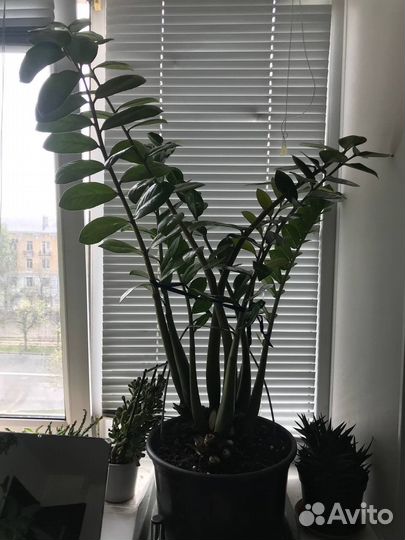 Замиокулькас