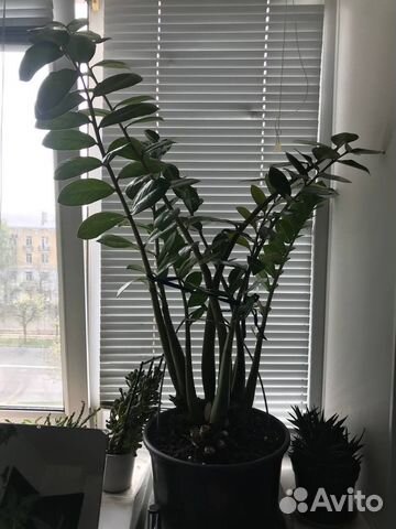 Замиокулькас