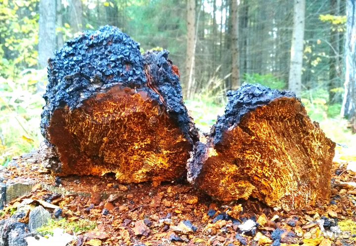 Чага, 1 кг, от заготовителя