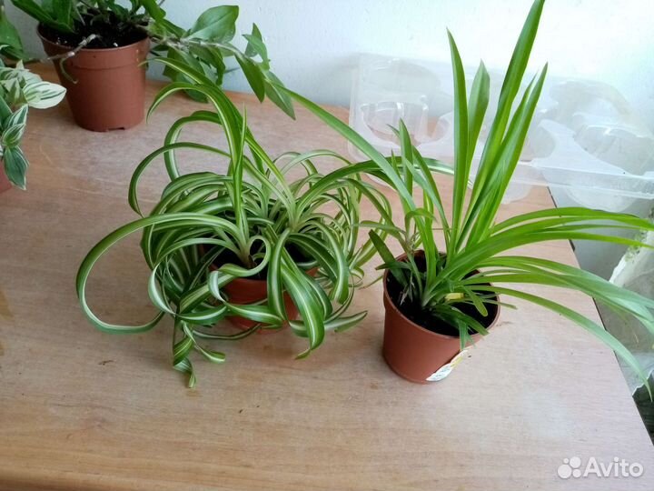 Комнатные растения