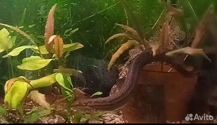 Макрогнатус глазчатый