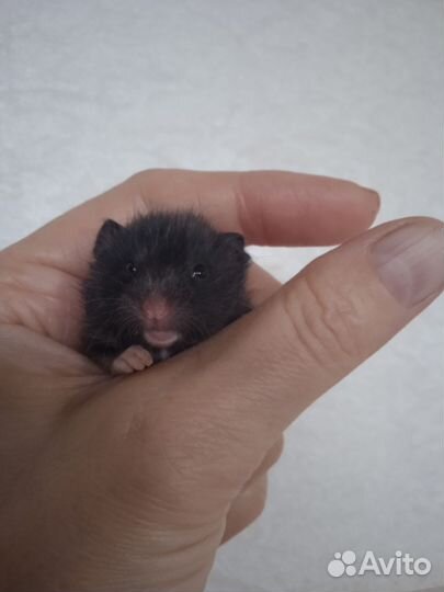 Сирийский хомяк 1 м с клеткой(привезу бесп)