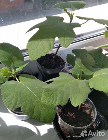 Саженцы инжира