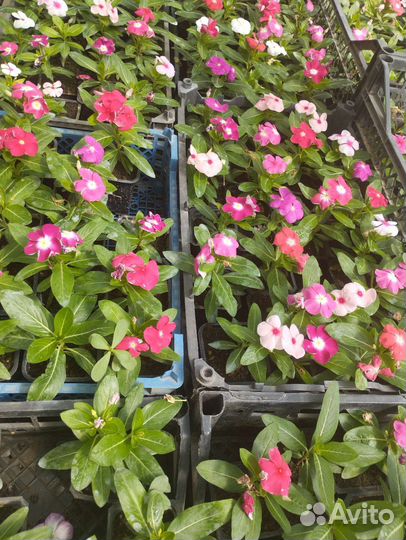 Катарантус ампельный