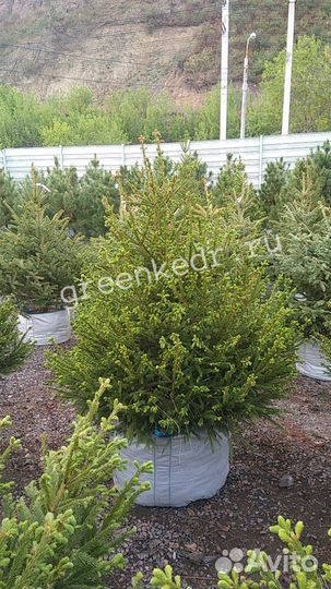 Саженцы Ель Сибирская 180-220см Экстра