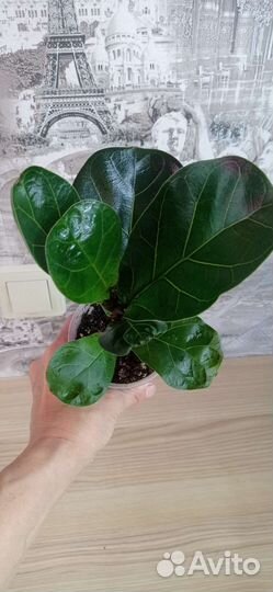 Фикус лирата бамбино