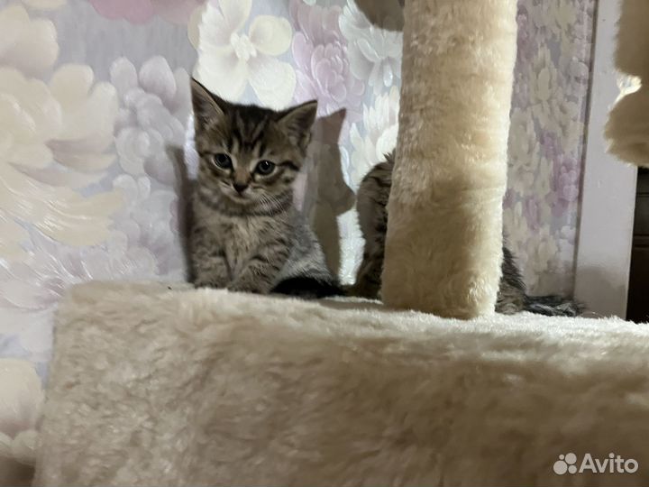 Котята шотландской кошки