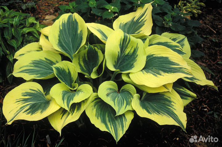 Хосты сортовые