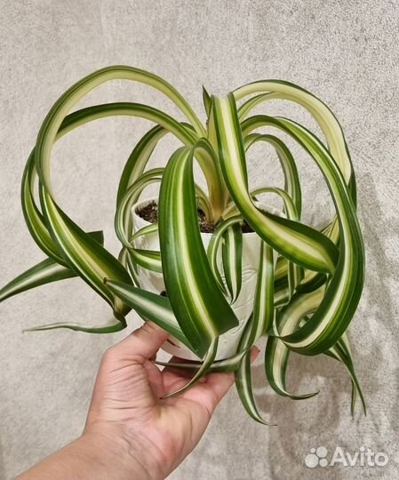 Хлорофитум кудрявый