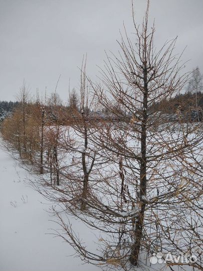 Деревья для декора