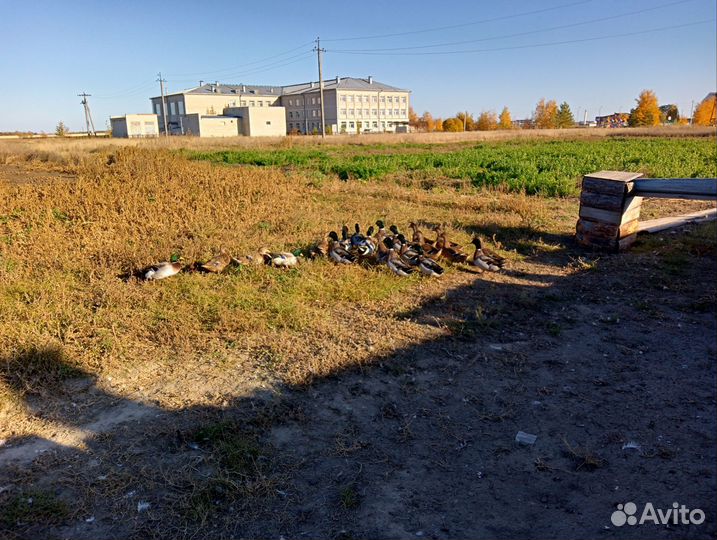 Подсодная утка