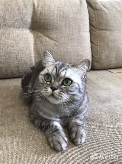 Британская кошка