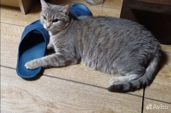 Кошка и котёнок