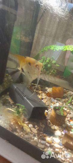 Скалярии пара нерестовая