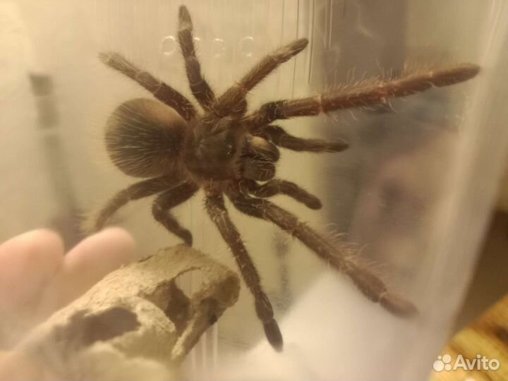 Паук птицеед