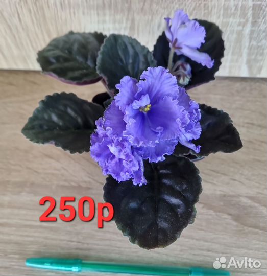 Фиалки цветущие