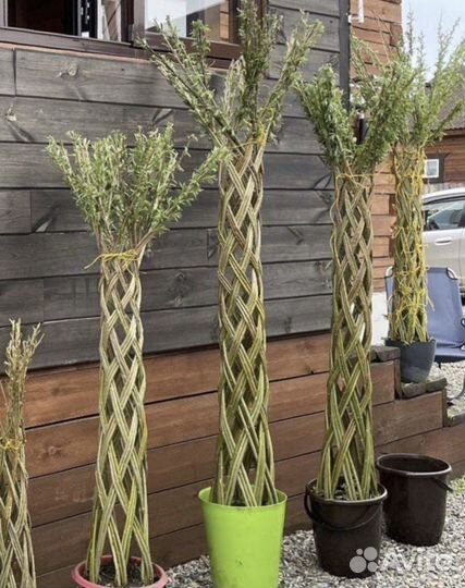 Плетеные деревья из ивы