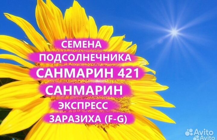 Семена подсолнечника Санмарин 421 Гибрид, Донецк