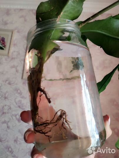 Эпифилум (огромная веточка)